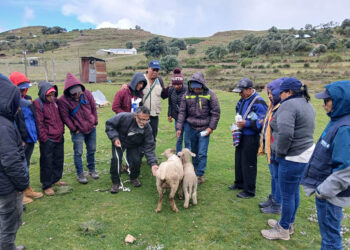 Líderes comunitarios de Huehuetenango capacitados en el manejo de ovinos