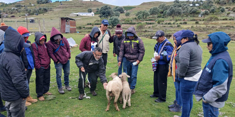 Líderes comunitarios de Huehuetenango capacitados en el manejo de ovinos