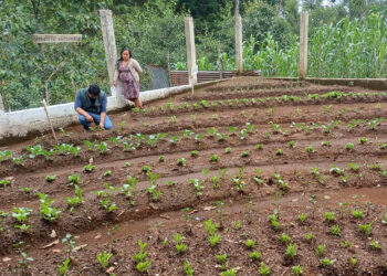 Mano a Mano impulsa seguridad alimentaria en Santiago Chimaltenango