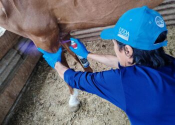 Mantienen acciones para controlar y prevenir el Gusano Barrenador