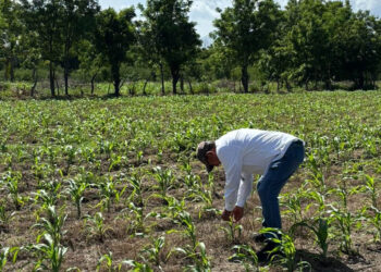 Monitoreo técnico del maíz es clave para mejorar las producciones