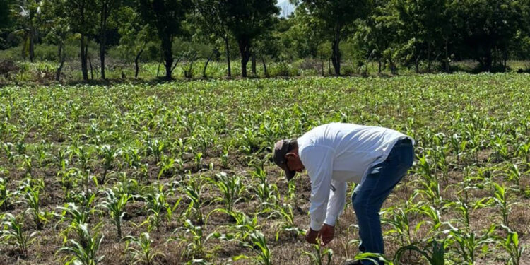Monitoreo técnico del maíz es clave para mejorar las producciones