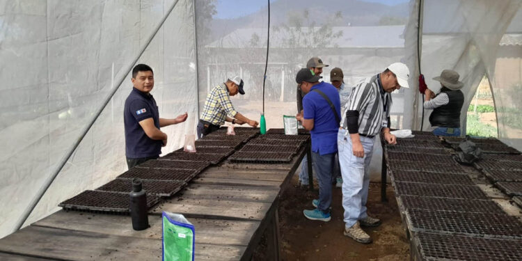 Pilones brindan más oportunidades a productores de Totonicapán