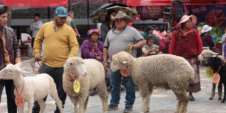 Realizan II Festival del Cordero y Agricultura Familiar