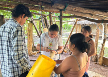 Realizan jornada de vacunación aviar en San Francisco, Petén