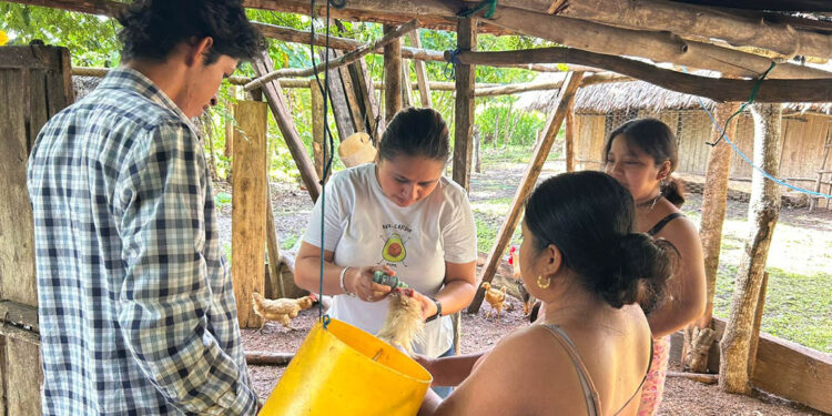 Realizan jornada de vacunación aviar en San Francisco, Petén