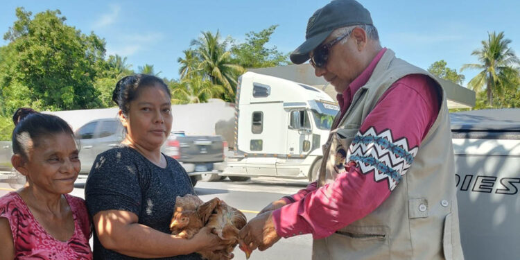 Realizan vacunación preventiva de aves de traspatio en Escuintla