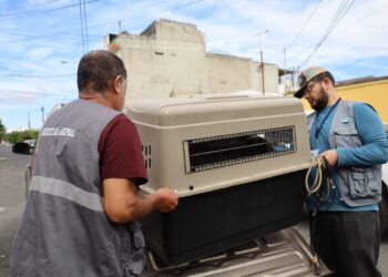 Rescatan a once animales en condiciones de maltrato en zona 5 capitalina