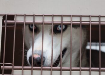 Salvaguardan a canino que vivía en condiciones de maltrato en zona 18