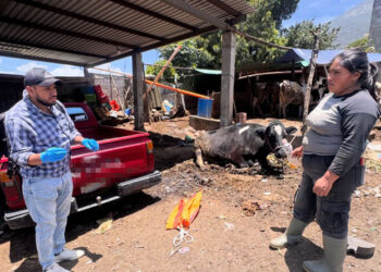 Se intensifica vigilancia contra el gusano barrenador