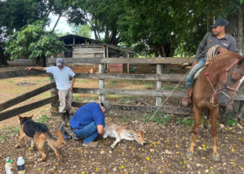 Se mantienen medidas preventivas en la lucha contra el Gusano Barrenador