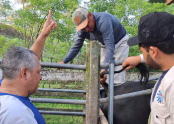 Se realiza monitoreo de enfermedades bovinas en San Luis, Petén