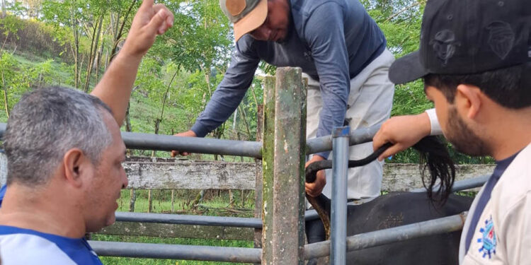 Se realiza monitoreo de enfermedades bovinas en San Luis, Petén