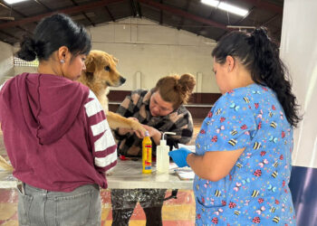 UBA realiza jornada de atención contra el Gusano Barrenador en Sacatepéquez