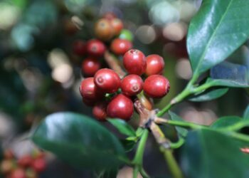 Uso de fichas agroclimáticas fortalece la planificación agrícola