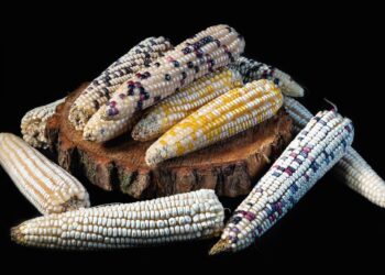 Conmemoramos la herencia cultural del maíz, alimento sagrado de los pueblos indígenas