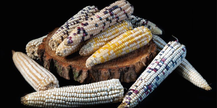 Conmemoramos la herencia cultural del maíz, alimento sagrado de los pueblos indígenas