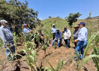El maíz: planta clave para agricultores de San Pedro Ayampuc