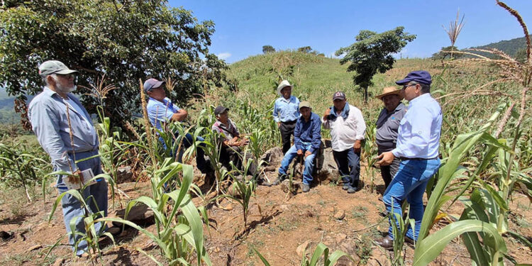 El maíz: planta clave para agricultores de San Pedro Ayampuc