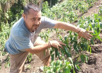 Brindan asistencia técnica a productores de chile en Melchor de Mencos