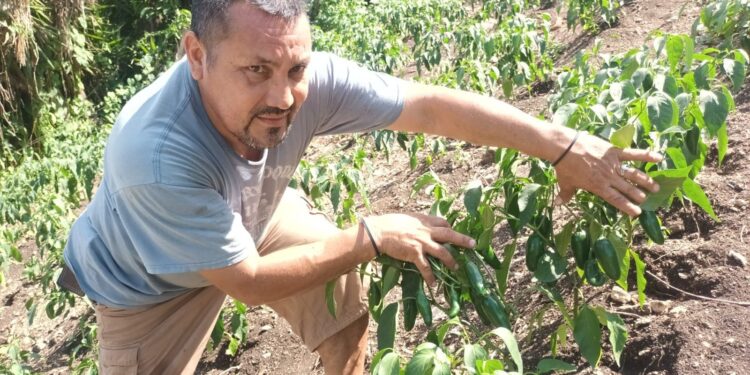 Brindan asistencia técnica a productores de chile en Melchor de Mencos