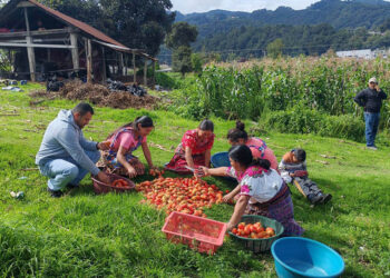 Agricultores de Quetzaltenango reciben apoyo con monitoreo en producciones