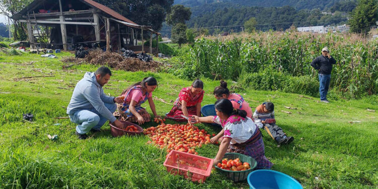 Agricultores de Quetzaltenango reciben apoyo con monitoreo en producciones