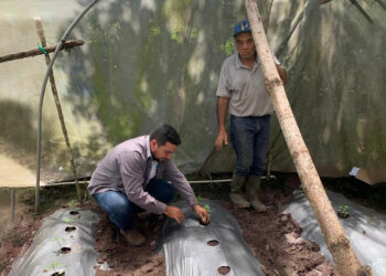 Agricultores que cultivan tomate y chile pimiento reciben asistencia técnica