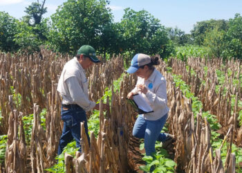 Analizan rendimiento de distintos tipos de maíz en Retalhuleu