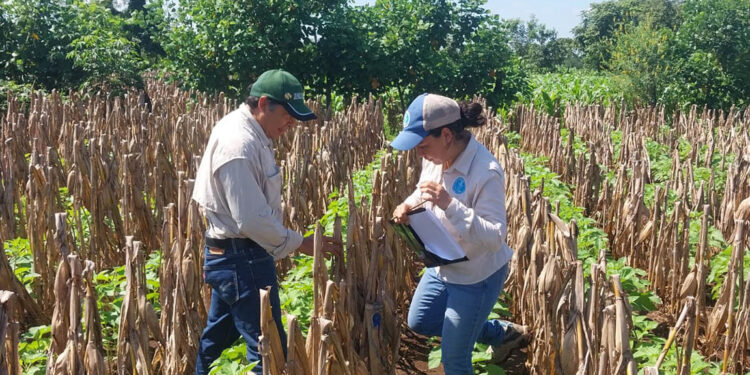 Analizan rendimiento de distintos tipos de maíz en Retalhuleu