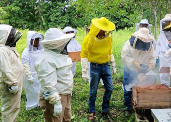 Apicultores fortalecen sus conocimientos en diagnóstico de patologías