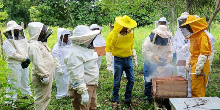 Apicultores fortalecen sus conocimientos en diagnóstico de patologías