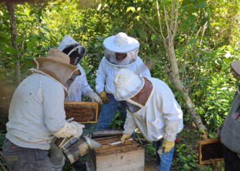 Apicultores mejoran conocimientos para revisión de colmenas