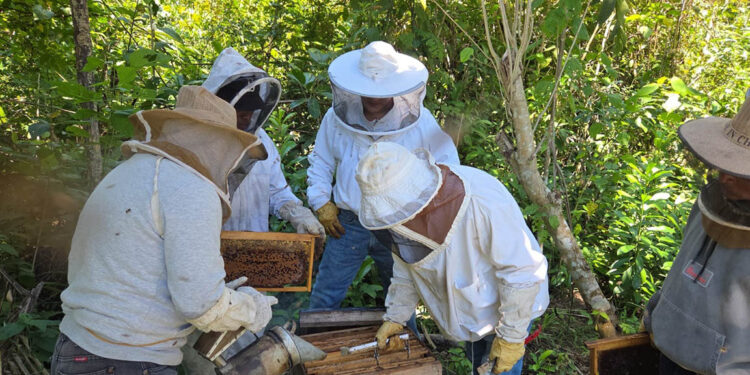Apicultores mejoran conocimientos para revisión de colmenas