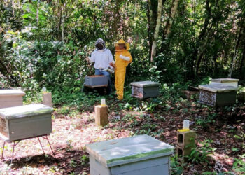 Apicultores peteneros reciben asistencia técnica