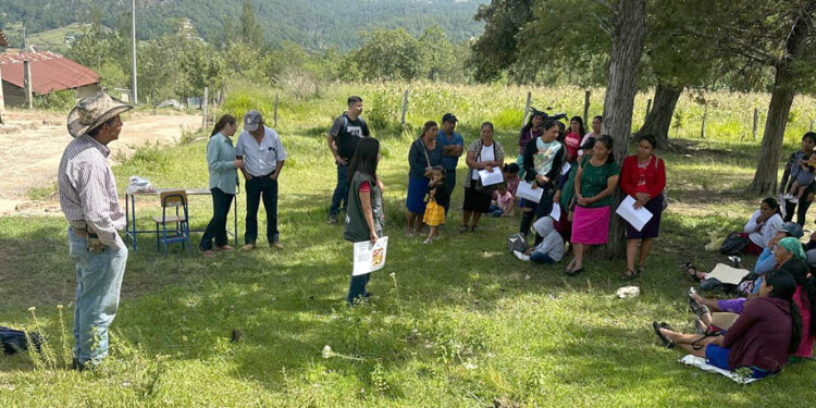 Avances de estrategia Mano a Mano fortalecen agricultura familiar en Guatemala
