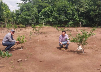 Brindan apoyo técnico a productores de limón persa de Retalhuleu