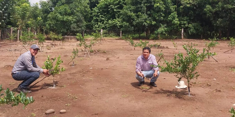 Brindan apoyo técnico a productores de limón persa de Retalhuleu