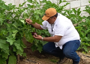 Brindan asistencia técnica en apoyo a huerto familiar de Zacapa