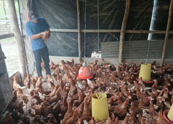 Brindan asistencia técnica para mejorar producción avícola