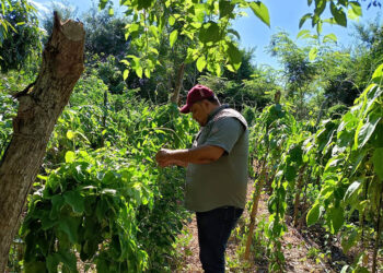 Brindan asistencia técnica para optimizar producción de huertos familiares