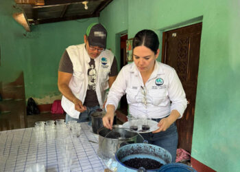 Comunidades participan en prueba de frijol para identificar variedades de mayor aceptación
