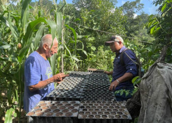Agricultores de Chiquimula capacitados en la elaboración de semilleros