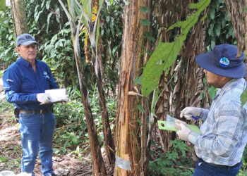 Confirman ausencia de Fusarium Raza 4 en musáceas y fortalecen vigilancia activa