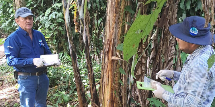 Confirman ausencia de Fusarium Raza 4 en musáceas y fortalecen vigilancia activa
