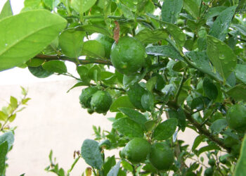 Conozca como mitigar riesgos en cultivos y ganado por las lluvias