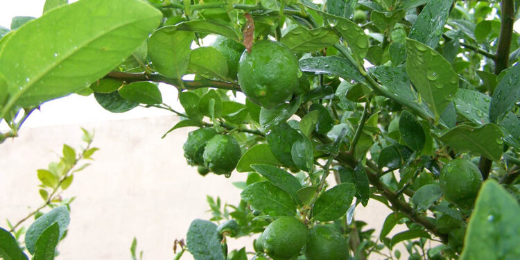 Conozca como mitigar riesgos en cultivos y ganado por las lluvias