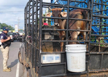 Coordinan acciones para la prevención del Gusano Barrenador en Retalhuleu