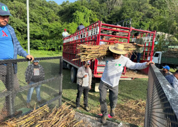 Crece el apoyo a fincas que practican la ganadería sin deforestación