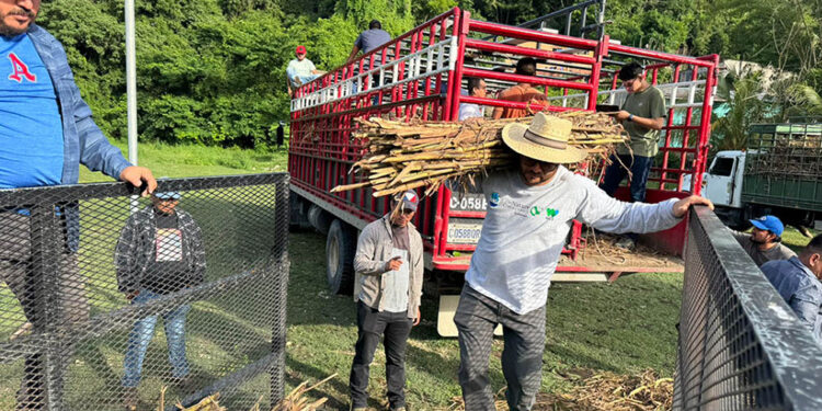 Crece el apoyo a fincas que practican la ganadería sin deforestación